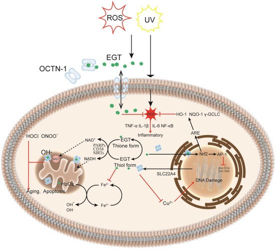 ergothioneine vs glutathione When to Take L-Ergothioneine for Maximum Absorption Bacteria Drinking Water Kit Variation:4 Gallon Case Content_Optimized