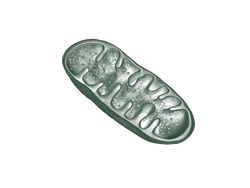 Illustration of a mitochondrion, the cell's energy producer