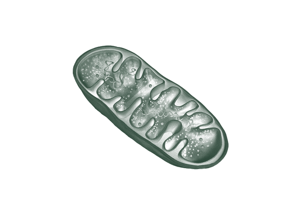 Illustration of a mitochondrion, the cell's energy producer