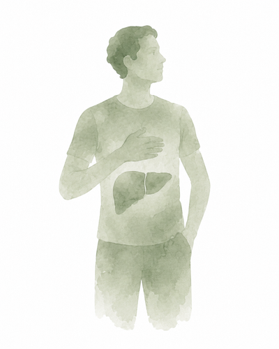 Watercolor illustration highlighting the liver in the body