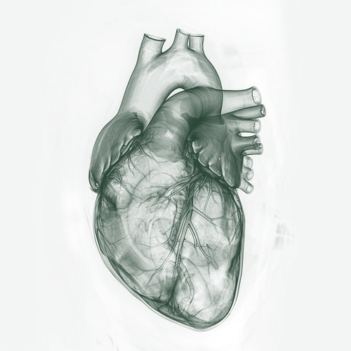 Illustration of the human heart