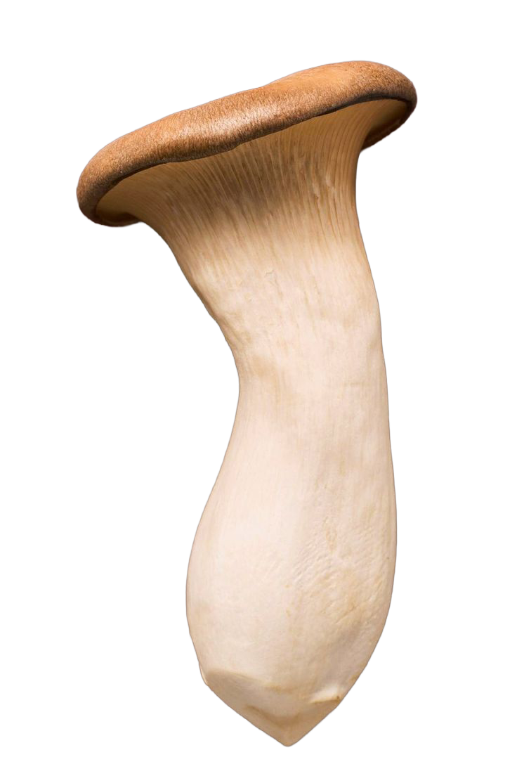 King oyster mushroom, a natural source of ergothioneine