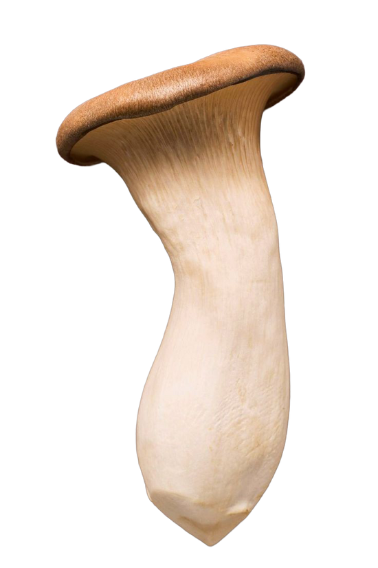 King oyster mushroom, a natural source of ergothioneine