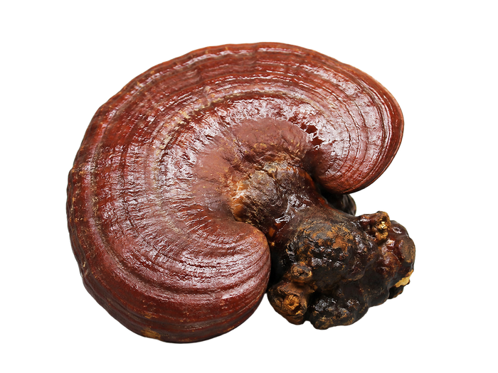 Reishi mushroom, one of the ergothioneine-rich fungi