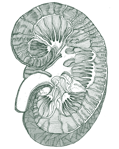 Illustration of a human kidney