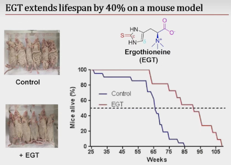 EGT Lifespan increase in mice